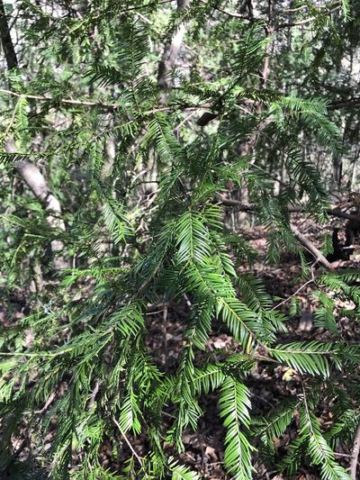 Taxus floridana, photographed by Brandon Corder