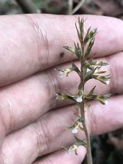 Cyclopogon cranichoides, photographed by Brandon Corder