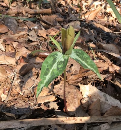 Trillium decipiens, photographed by Brandon Corder