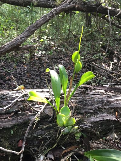 Prosthechea boothiana, photographed by Brandon Corder