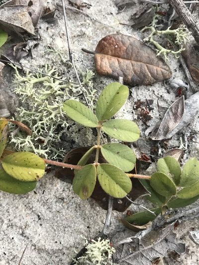 Tephrosia mysteriosa, photographed by Brandon Corder