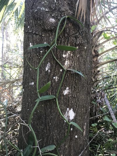 Vanilla phaeantha, photographed by Brandon Corder