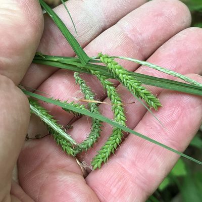 Carex prasina, photographed by Summit Metro Parks
