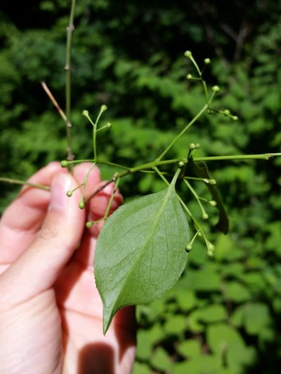 Euonymus hamiltonianus, photographed by Zihao Wang