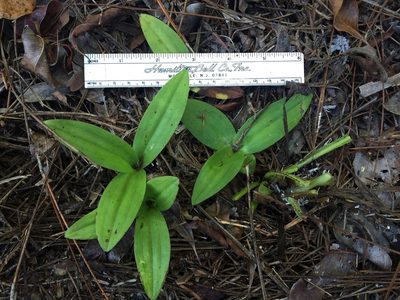 Habenaria quinqueseta, photographed by Brandon Corder