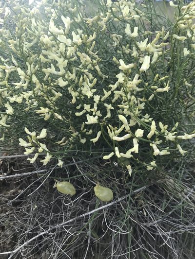 Astragalus cusickii, photographed by Michael O'Loughlin