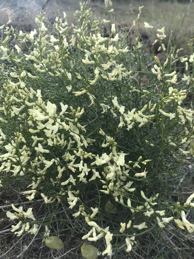 Astragalus cusickii, photographed by Michael O'Loughlin