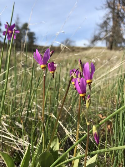 Primula poetica, photographed by Brandon Corder