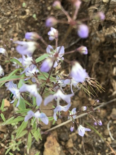 Tonella floribunda, photographed by Michael O'Loughlin