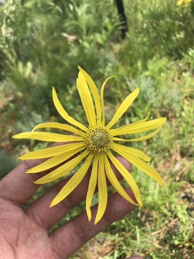 Phoebanthus tenuifolius, photographed by Brandon Corder