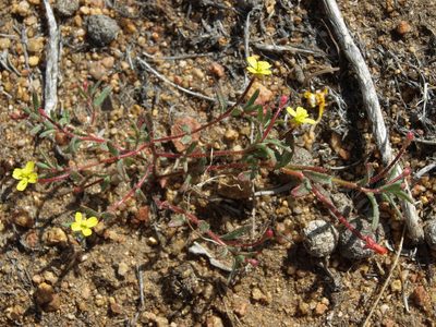 Camissonia contorta, photographed by Jim Morefield