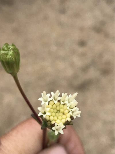 Chaenactis parishii, photographed by Sula Vanderplank