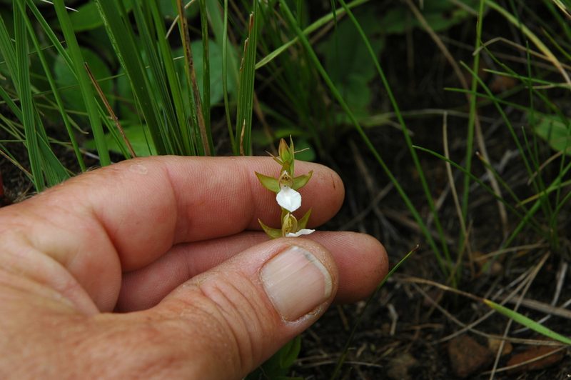 Neobolusia tysonii, photographed by Jimmy Whatmore
