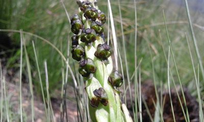 Corycium dracomontanum, photographed by Jimmy Whatmore