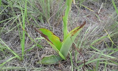Satyrium cristatum, photographed by Jimmy Whatmore