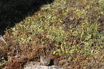 Limnanthes macounii, photographed by J Straka
