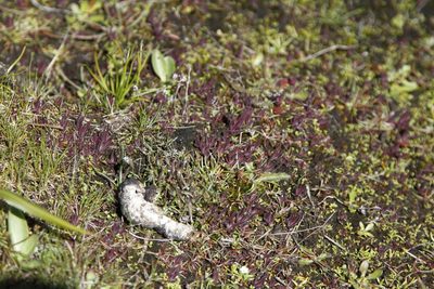 Castilleja victoriae, photographed by J Straka