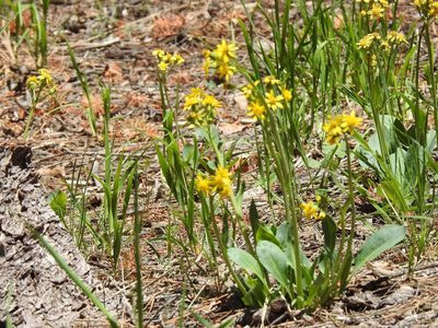 Senecio wootonii, photographed by CK2AZ