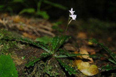 Stenoglottis fimbriata, photographed by Jimmy Whatmore