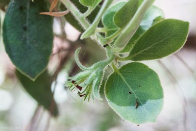Arctostaphylos hooveri, photographed by Ken-ichi Ueda