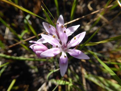 Wurmbea kraussii, photographed by Hlengiwe Mtshali