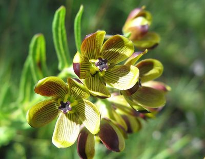 Schizoglossum hamatum, photographed by Hlengiwe Mtshali