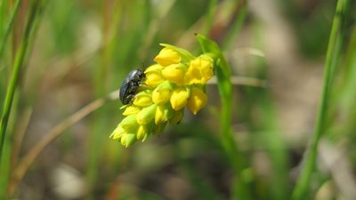 Schizochilus bulbinella, photographed by Hlengiwe Mtshali