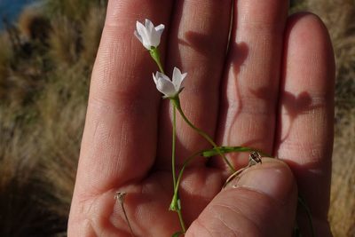 Wahlenbergia rupestris, photographed by John Barkla