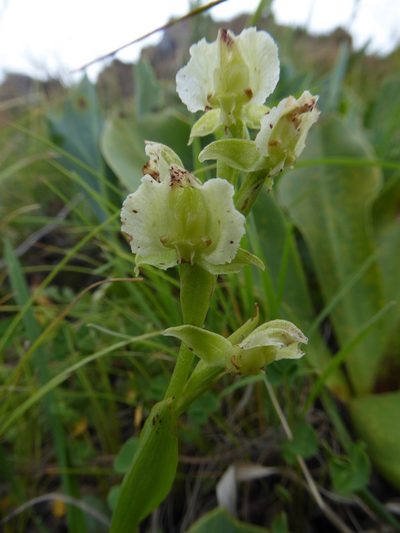 Pterygodium hastatum, photographed by Hlengiwe Mtshali