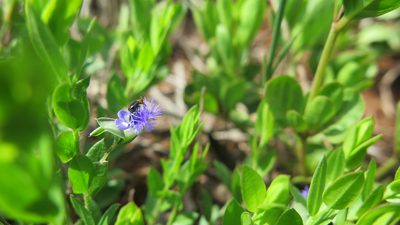 Polygala gerrardii, photographed by Hlengiwe Mtshali