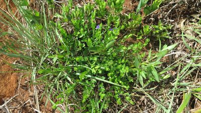 Polygala gerrardii, photographed by Hlengiwe Mtshali
