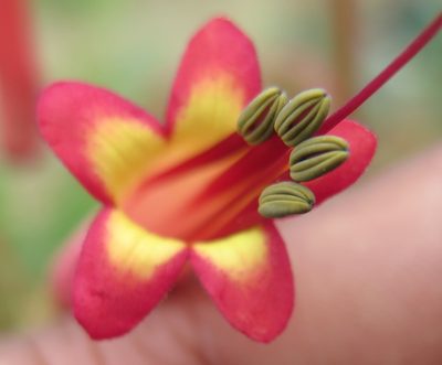 Phygelius capensis, photographed by Hlengiwe Mtshali