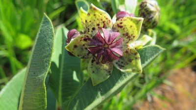 Pachycarpus natalensis, photographed by Hlengiwe Mtshali