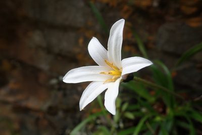 Xerophyta viscosa, photographed by Jimmy Whatmore