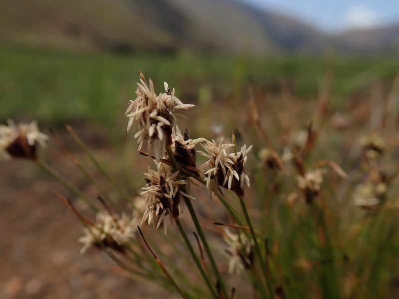 Bulbostylis oritrephes, photographed by Jimmy Whatmore