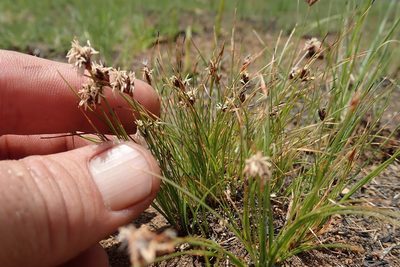 Bulbostylis oritrephes, photographed by Jimmy Whatmore