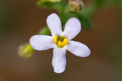 Chaenostoma uncinatum, photographed by magriet b