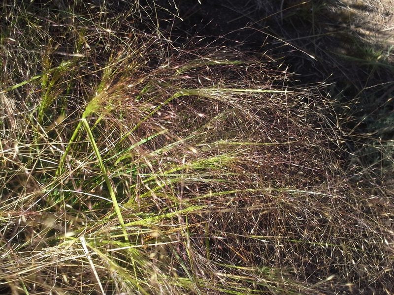 Agrostis montevidensis, photographed by Jimmy Whatmore