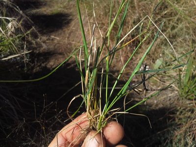 Agrostis montevidensis, photographed by Jimmy Whatmore