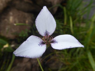 Moraea vigilans, photographed by Hlengiwe Mtshali