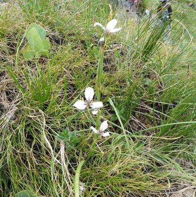Moraea vigilans, photographed by Hlengiwe Mtshali