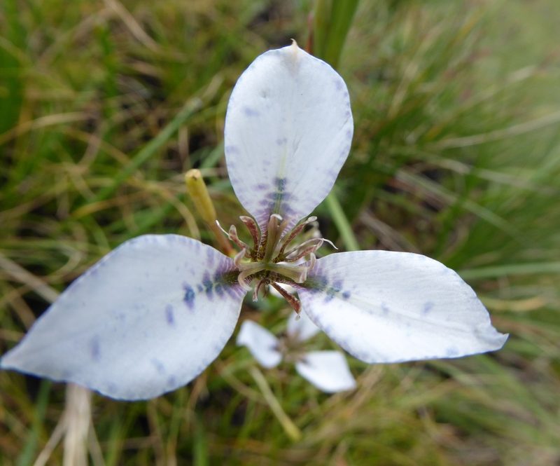Moraea vigilans, photographed by Hlengiwe Mtshali