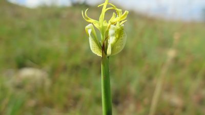 Moraea trifida, photographed by Hlengiwe Mtshali