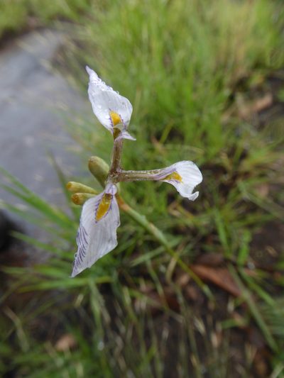 Moraea modesta, photographed by Hlengiwe Mtshali