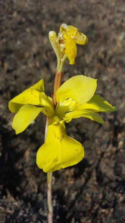 Moraea hiemalis, photographed by Hlengiwe Mtshali