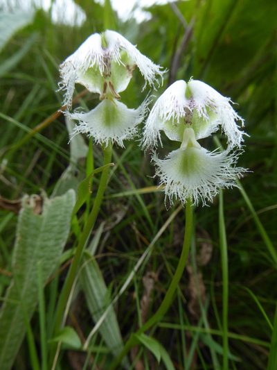 Huttonaea grandiflora, photographed by Hlengiwe Mtshali