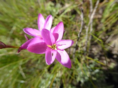 Hesperantha baurii, photographed by Hlengiwe Mtshali