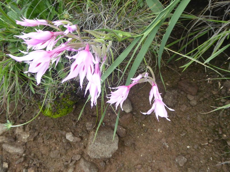 Gladiolus microcarpus, photographed by Hlengiwe Mtshali