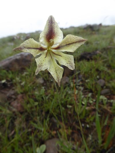 Gladiolus longicollis, photographed by Hlengiwe Mtshali