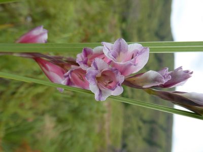 Gladiolus crassifolius, photographed by Hlengiwe Mtshali